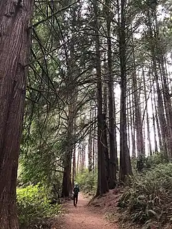 Hiking trail along S. shore of Eel Lake