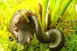 A leech attacking a slug's underside