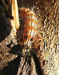 An image of a brown-orange caterpillar dangling from a tree.