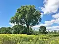 American elm tree in a park in Pittsfield, Massachusetts (August 2020)