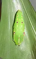 Pupa