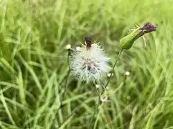 The seed head of Emilia Fosbergii against a background of grass in a natural park. The seeds have visible hairs for wind dispersal.