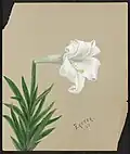Easter Lily, Easter 1885