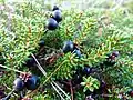 Crowberry, Tanet.