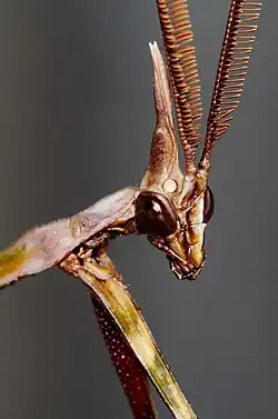 Adult - Male Head