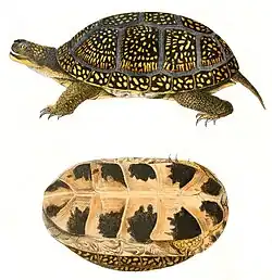 An illustration of a side of a turtle on a white background. The turtle has small, yellow spots on its shell; the bottom side of the shell is pictured bottom