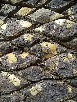 The bark of the specimen planted in Kirstenbosch botanical garden