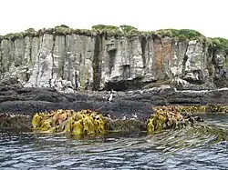Durvillaea kelp on Enderby Island