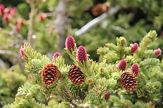 Purple immature cones and yellow mature cones from the previous year. No male pollen cones are visible; the brownish-golden branch tips are protective bud scales being shed from the spruce buds[10]