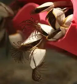 Goose barnacles, with their cirri extended for feeding