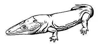 Eolydekkerina magna, of the early Triassic of South Africa