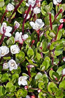 White flowers on a green field of leaves