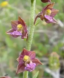 Dark red helleborine