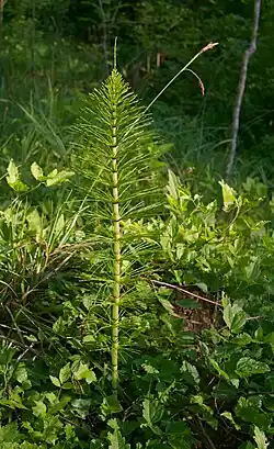 An erect plant with unbranched segmented stems. Whorls of small leaves sprout from each segment, thicker at the top end and absent in the lower portion of the stem, giving it the appearance of a bottle brush or a horse's tail.