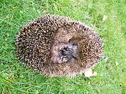 The European hedgehog (Erinaceus europaeus).