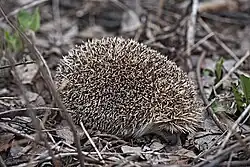 Brown hedgehog