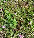 Erodium cicutarium