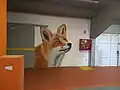 A mural of a fox in an entrence to the pitch in the Estadio Zorros del Desierto.