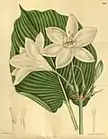 U. × grandiflora has short leaf blades, slender free filaments, and staminal cups shorter than free filaments.