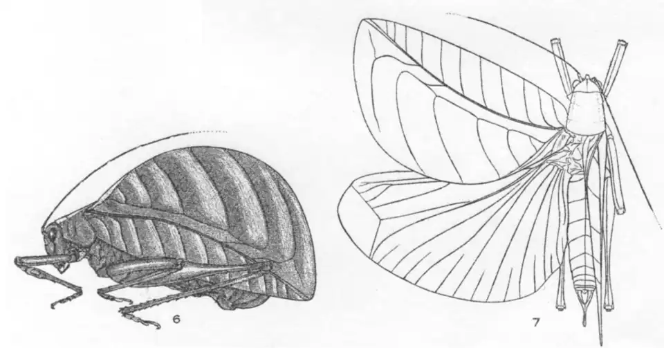 Female Eulophophyllum thaumasium