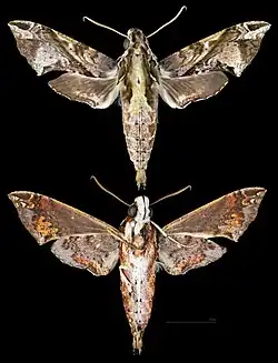 Eupanacra elegantulus