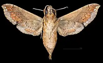 Eupanacra mydon female ventral