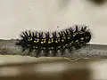 larva