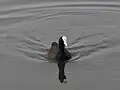 Eurasian Coot
