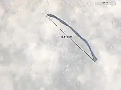 640&nbsp;μm microplastic found in the deep sea amphipod Eurythenes plasticus