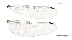 Female wings