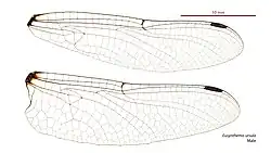 Male wings