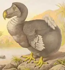 Picture of the now extinct bird the dodo