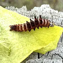 Larva