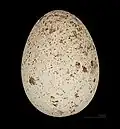 Egg of Falco jugger MHNT