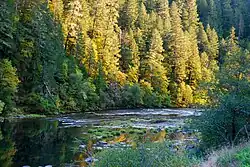The view is looking down the creek from its bank. It's late afternoon, and the sun is lighting up the branches of the Douglas firs on the far side.
