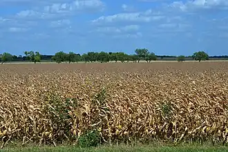 Farmland in the Blackland Prairie region seen from Highway 123, Guadalupe County, Texas, USA (9 July 2020)