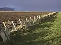 Farmland near Skarfskerry, Caithness