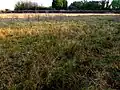 Wetter grassland, along west side of site