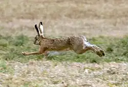 Photograph of a running hare