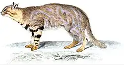 L. c. pajeros. Illustration by Jean-Gabriel Prêtre (1844)