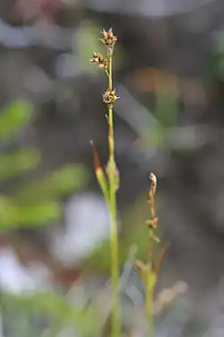 Light green stalk with globular clusters of light tan seed heads