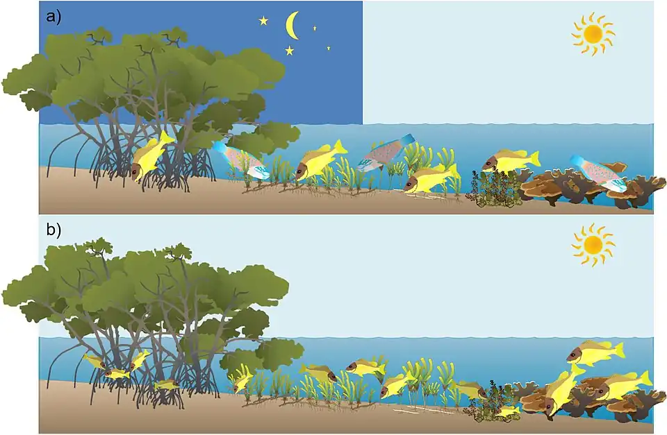 Fish migrations between coral reef, macroalgae, seagrass and mangrove habitats:[134] (a)&nbsp;diel and tidal foraging migrations, (b)&nbsp;ontogenetic migration of juvenile coral reef fish.
