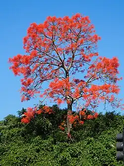 Flame Tree in full flower at Edge Hill State School, Queensland