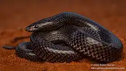 A flat-snouted wolf snake lies coiled in the rust-colored sand of Voi, Kenya. Its head rests atop the white-speckled coils, and its skull is quite flat.