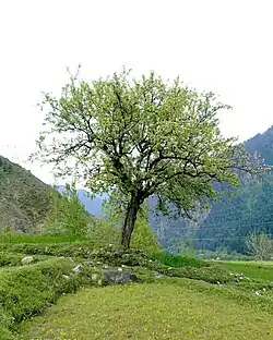 Indigenous flora flourishing in Salamabad's temperate microclimate