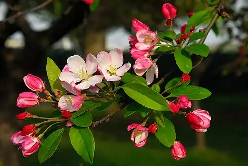 Crabapple blossoms