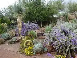 Flowers bloom along the Main Trail.