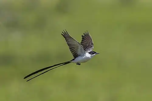 in flight