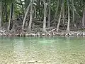 Cypress trees line the waters of the Frio River, located in the Texas Hill Country.