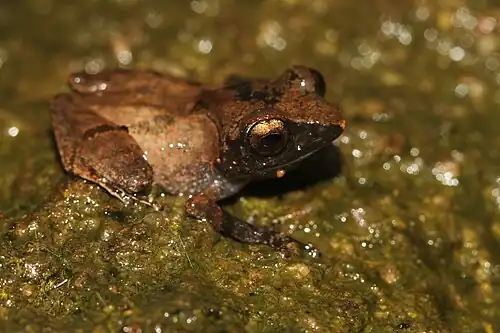Lateral view